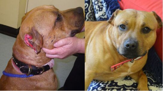 V&iacute;ctor, el perro antes y despu&eacute;s del ataque 