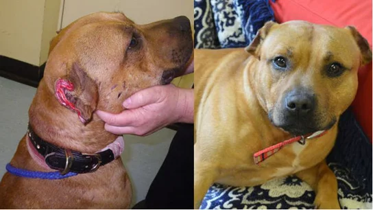 Víctor, el perro antes y después del ataque Víctor, el perro antes y después del ataque