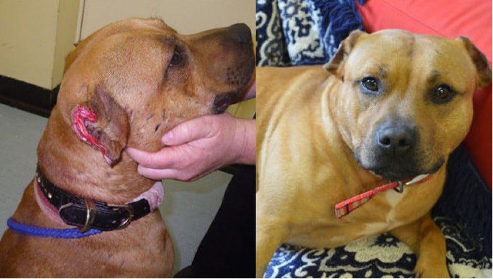 Víctor, el perro antes y después del ataque 