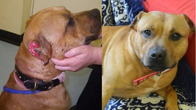 Víctor, el perro antes y después del ataque 