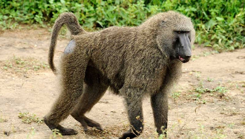 Imagen de un babuino