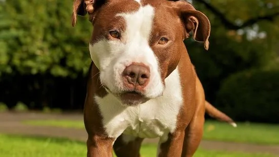 Perro de raza Pitbull Perro de raza Pitbull