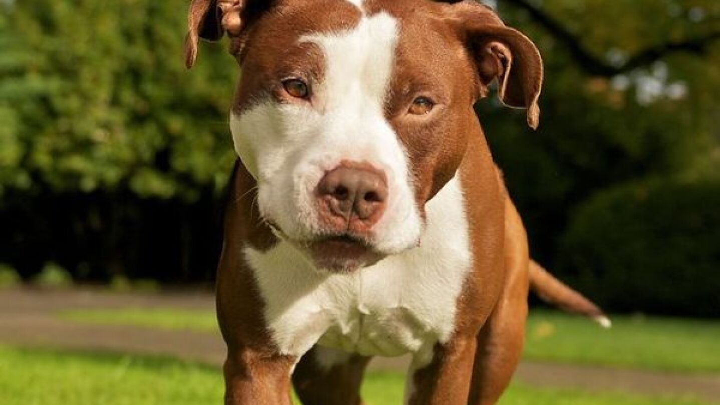 Perro de raza Pitbull