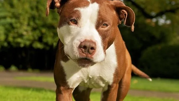 Perro de raza Pitbull