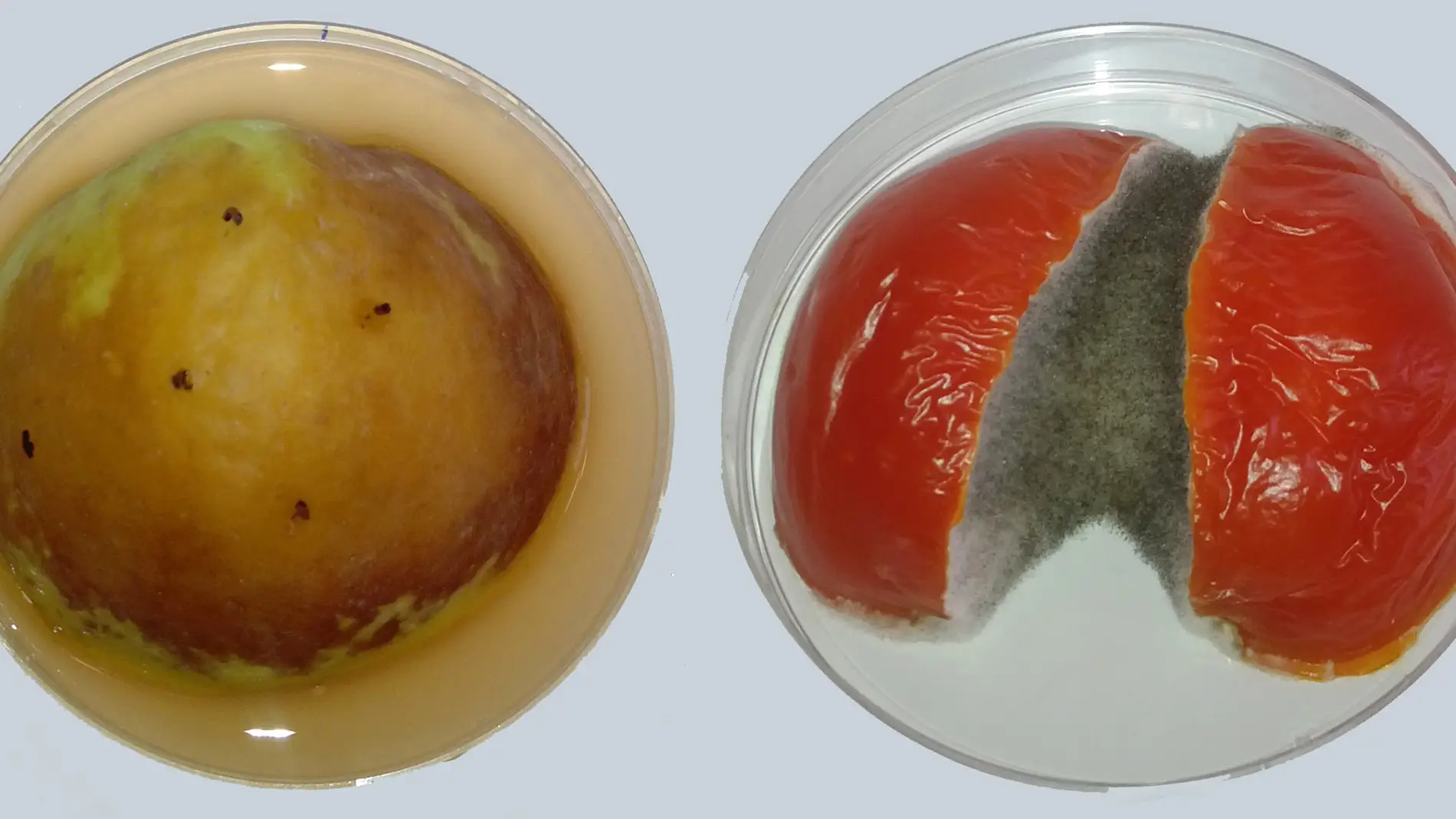 Manzana y tomate a los 5 días de infecci