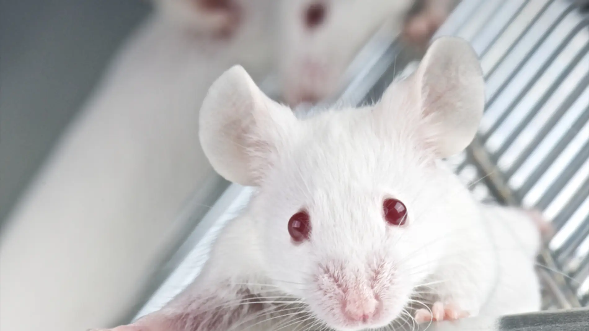 Ratón