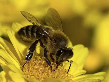 Abeja Abeja