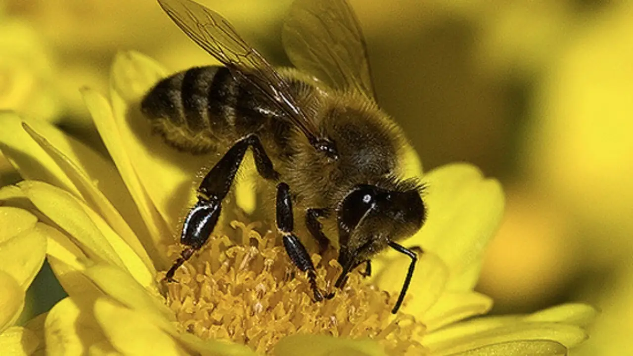 La colmena de la ética Aprendamos de las abejas – Bioética