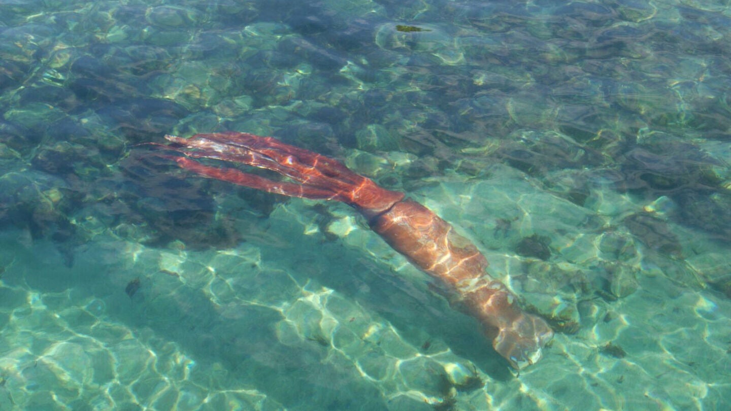 Calamar gigante en Galicia