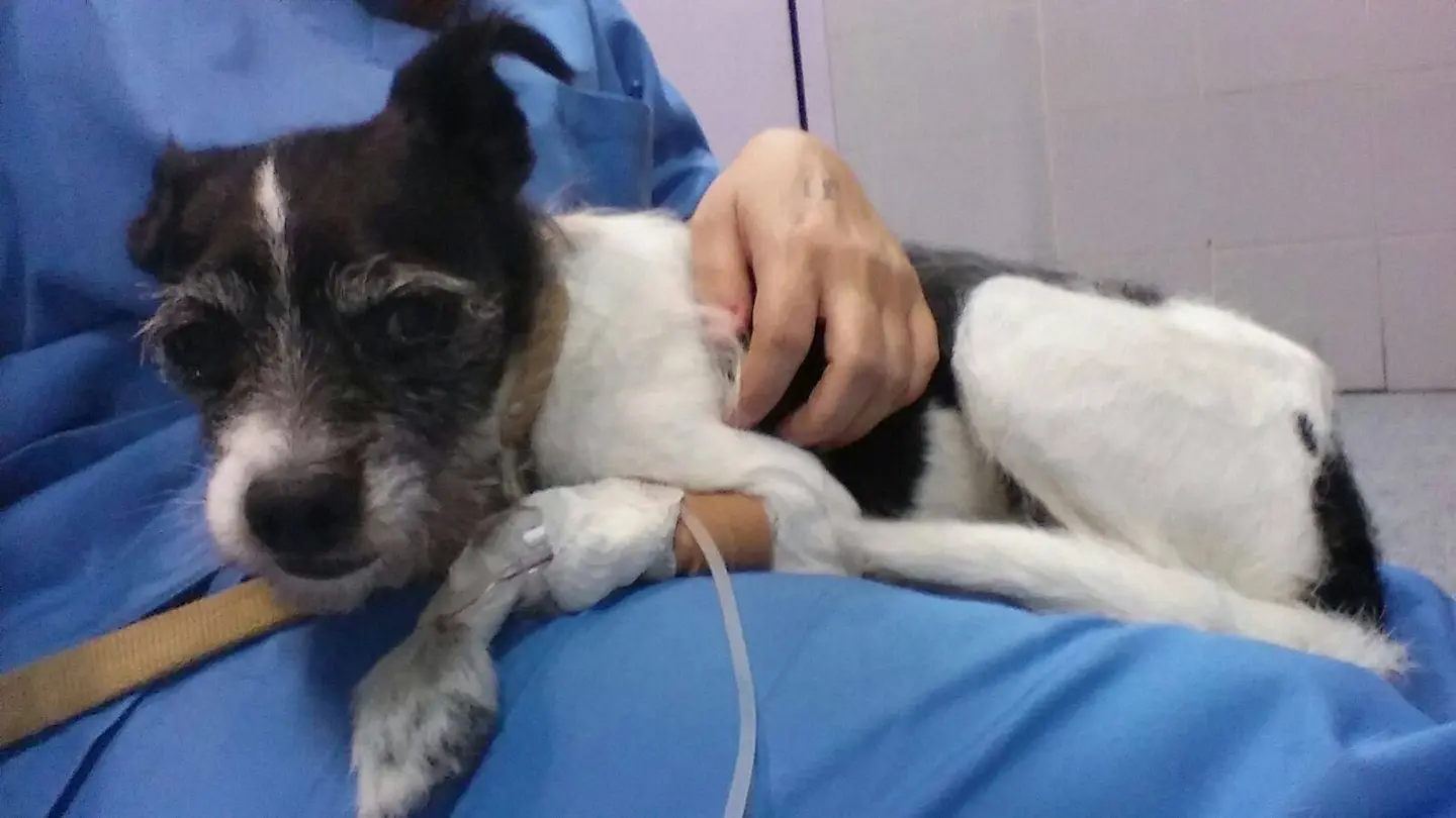 Shippo, el perro al que le administraron antidepresivos Shippo, el perro al que le administraron antidepresivos