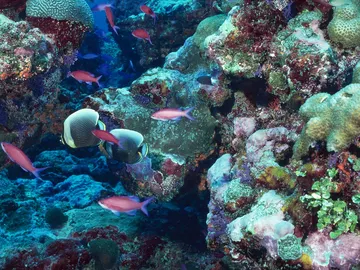 Peces en un arrecife Peces en un arrecife