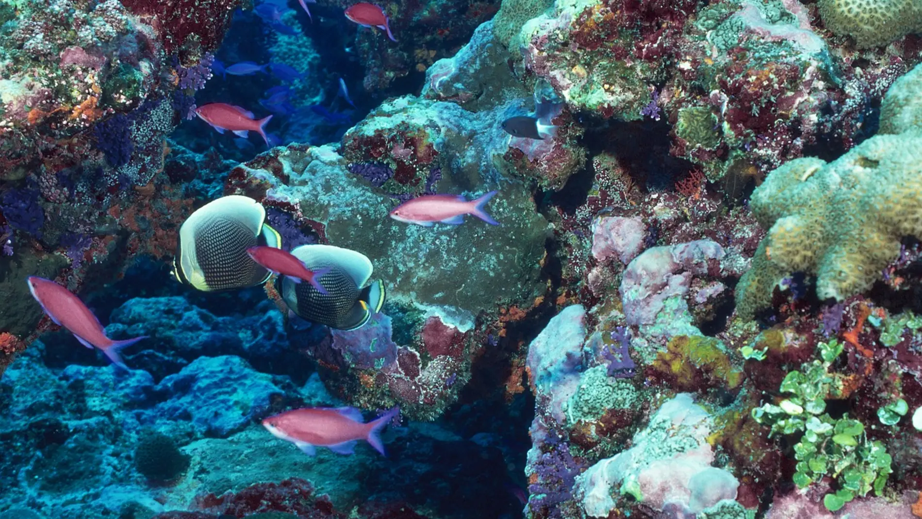 Peces en un arrecife