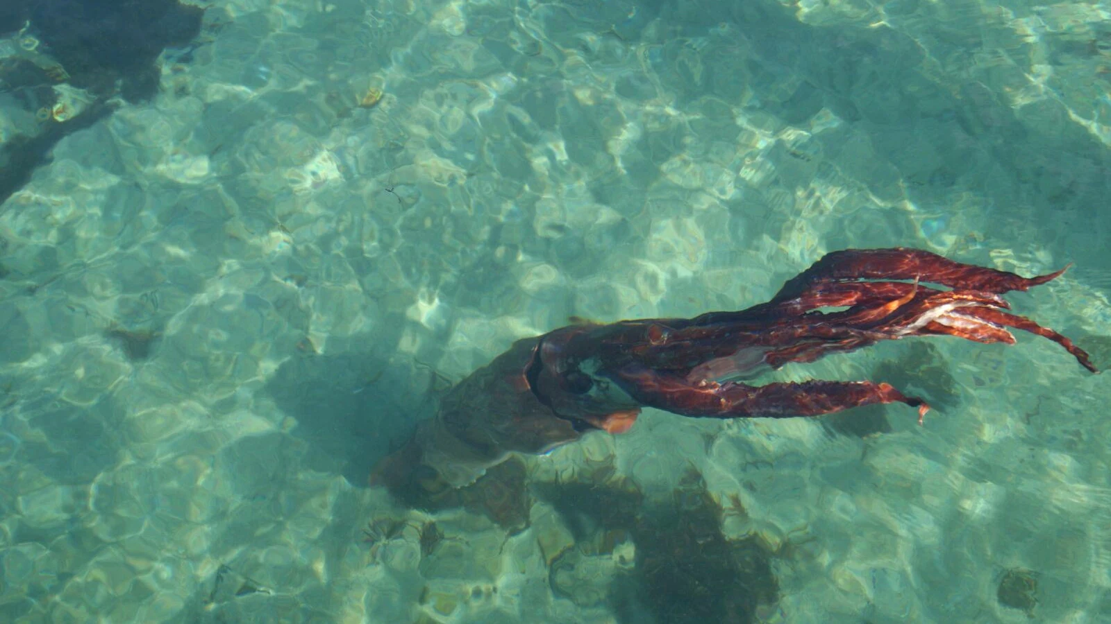 Calamar gigante en Galicia