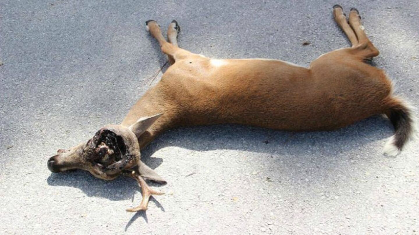 Un animal afectado por el gusano comecarne