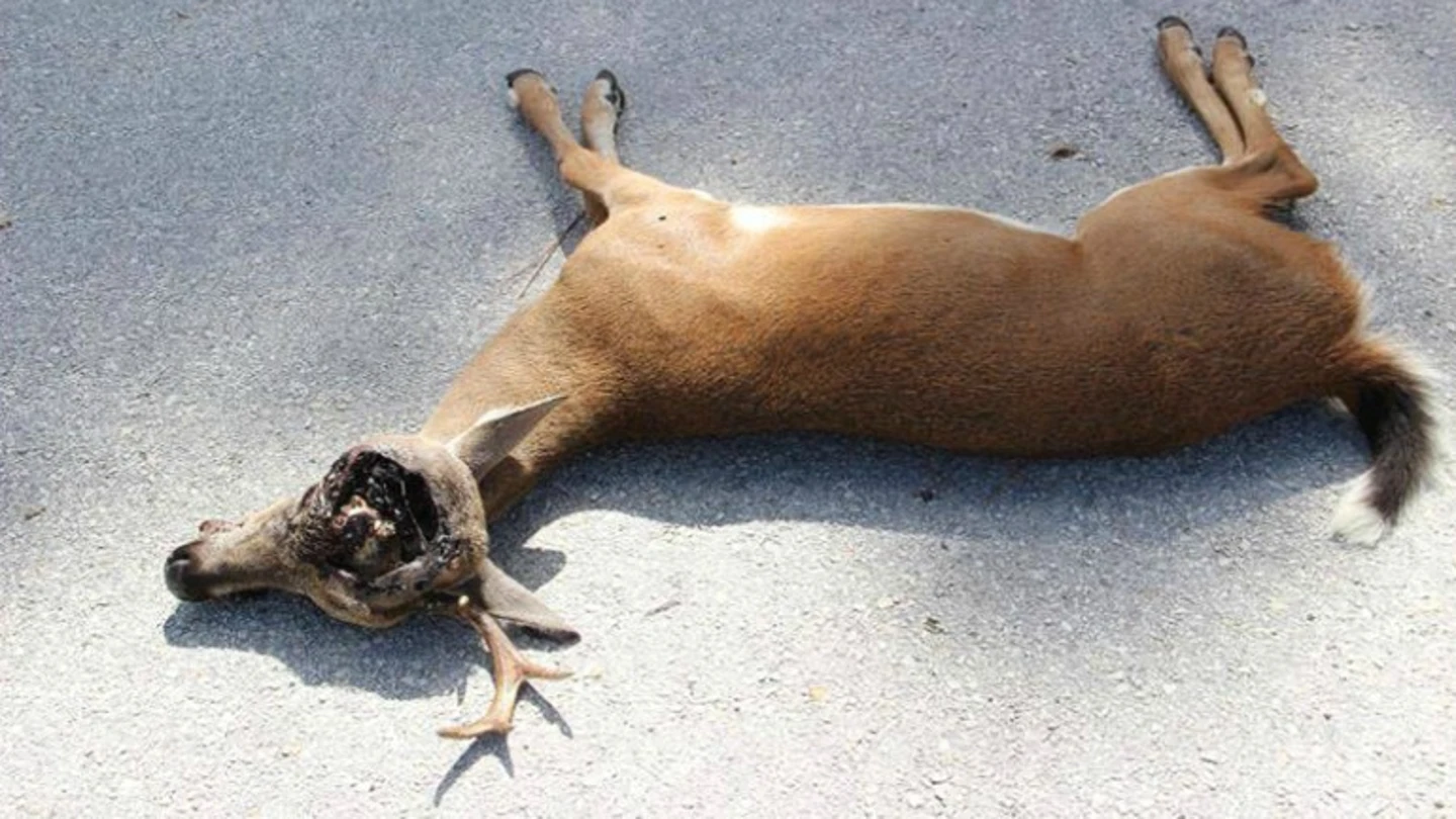 Un animal afectado por el gusano comecarne Un animal afectado por el gusano comecarne