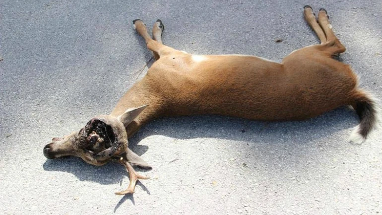 Un animal afectado por el gusano comecarne