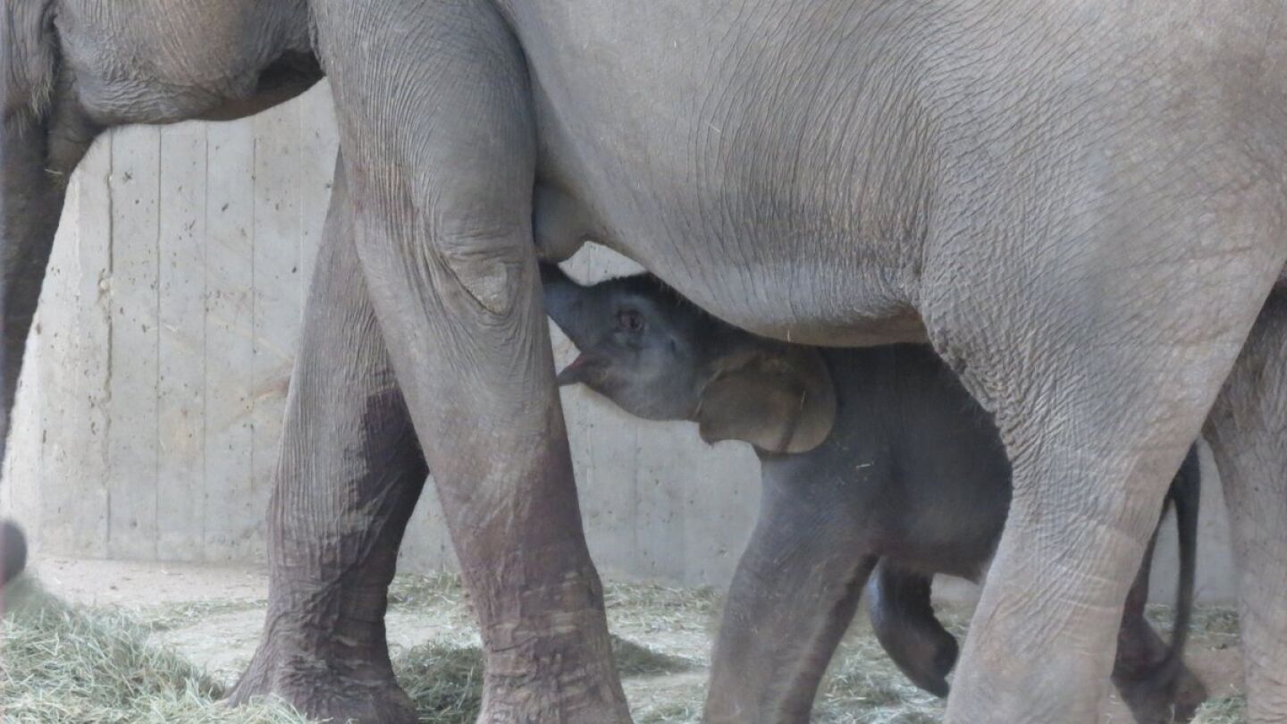 Tanto la cr&iacute;a como su madre se encuentran en buen estado de salud