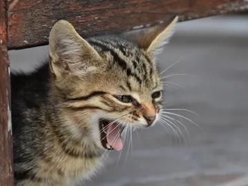Un gato bostezando Un gato bostezando