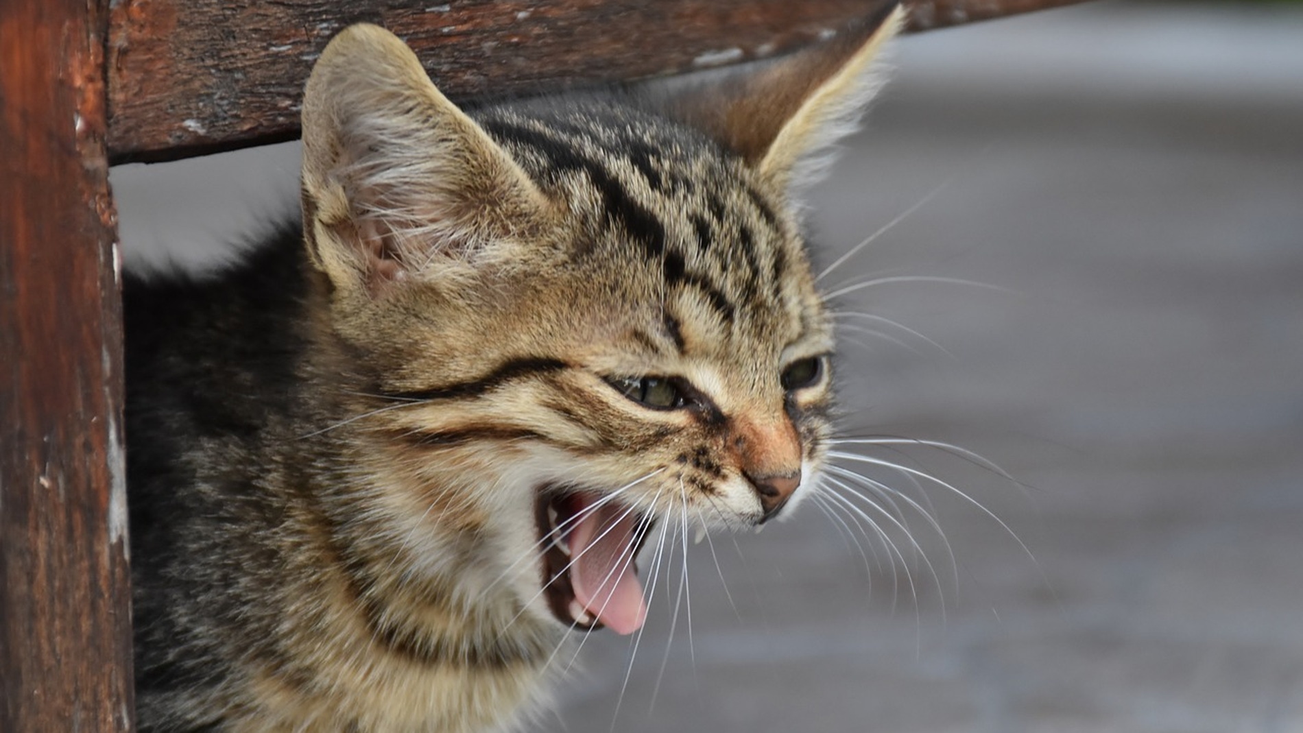 Un gato bostezando
