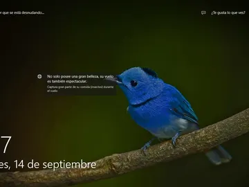 Anuncios de Windows 10 Anuncios de Windows 10
