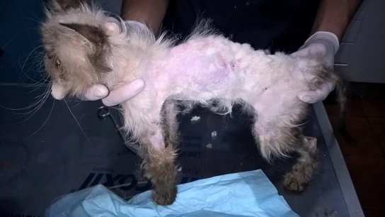 Uno de los gatos encontrados en la vivienda Uno de los gatos encontrados en la vivienda