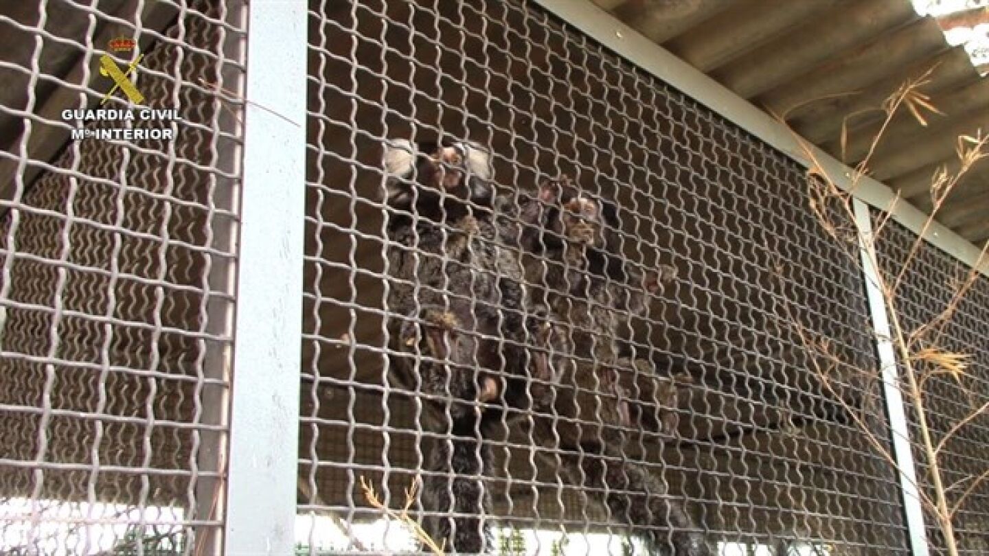 Animales incautados por la Guardia Civil