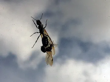 Hormigas voladoras Hormigas voladoras