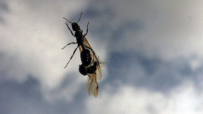 ¿Por qué las hormigas voladoras parecen invadirnos en otoño?