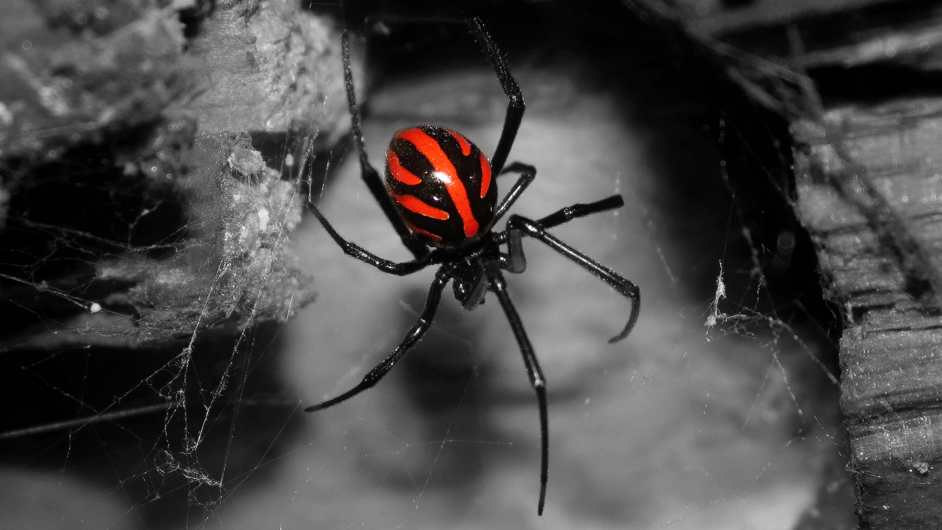 Viuda negra