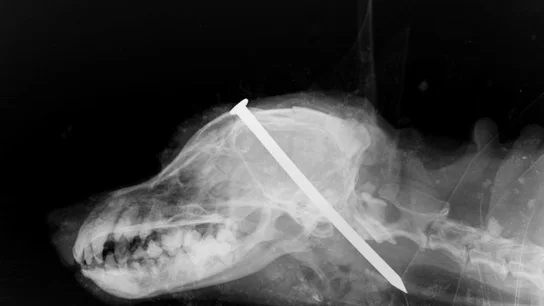 Radiografía que muestra el clavo en la cabeza del perro Radiografía que muestra el clavo en la cabeza del perro