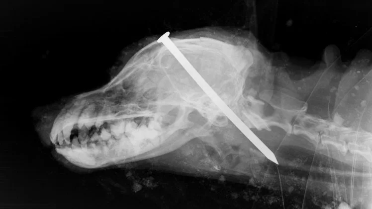 Radiografía que muestra el clavo en la cabeza del perro Radiografía que muestra el clavo en la cabeza del perro