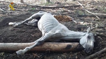 Imagen del caballo que fue abandonado por su dueño