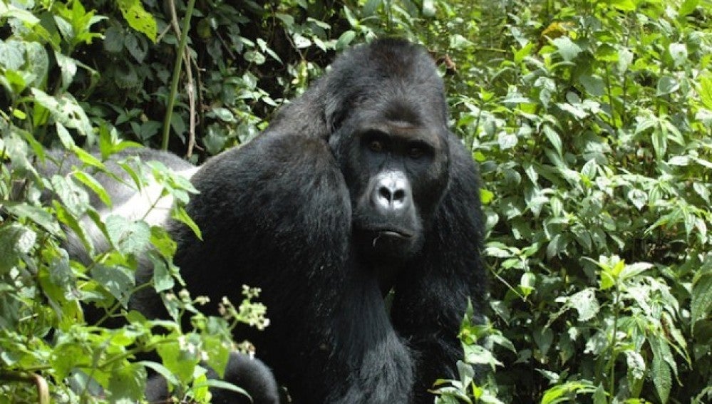 El gorila oriental de planicie, en peligro crítico de extinción