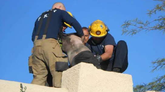 Un joven intenta acceder a su casa por la chimenea y queda atrapado Un joven intenta acceder a su casa por la chimenea y queda atrapado