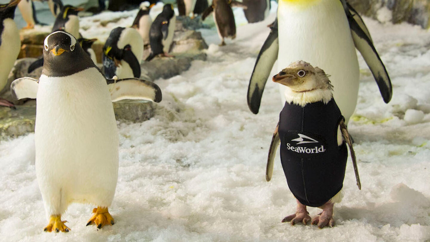 Wonder Twinm luce su esmoquin junto a sus compa&ntilde;eros ping&uuml;inos