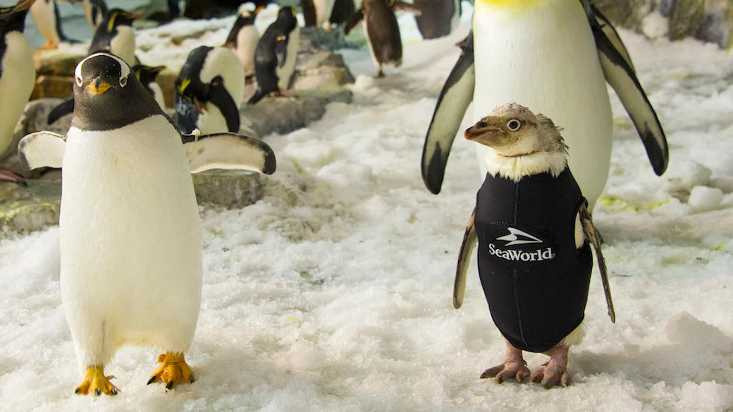 Wonder Twinm luce su esmoquin de neopreno junto a sus compañeros pingüinos Wonder Twinm luce su esmoquin junto a sus compañeros pingüinos