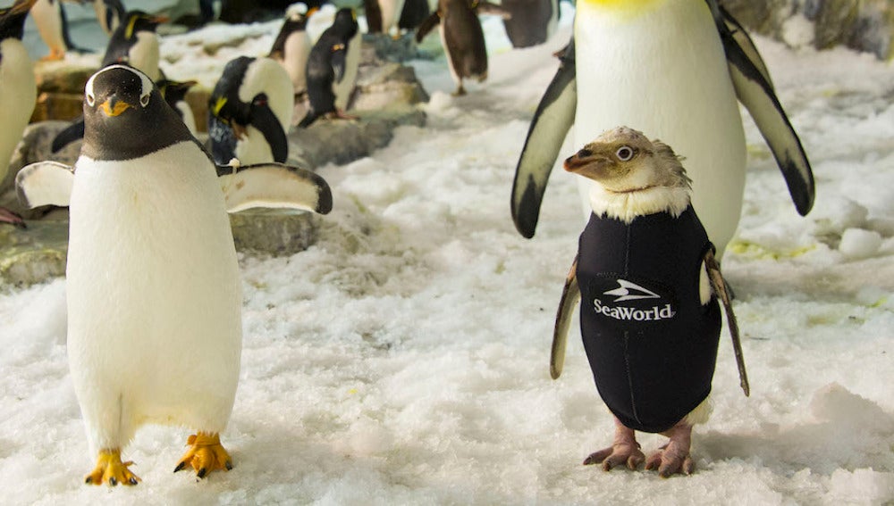 Wonder Twinm luce su esmoquin de neopreno junto a sus compañeros pingüinos