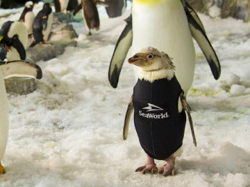 Wonder Twinm luce su esmoquin de neopreno junto a sus compañeros pingüinos Wonder Twinm luce su esmoquin de neopreno junto a sus compañeros pingüinos