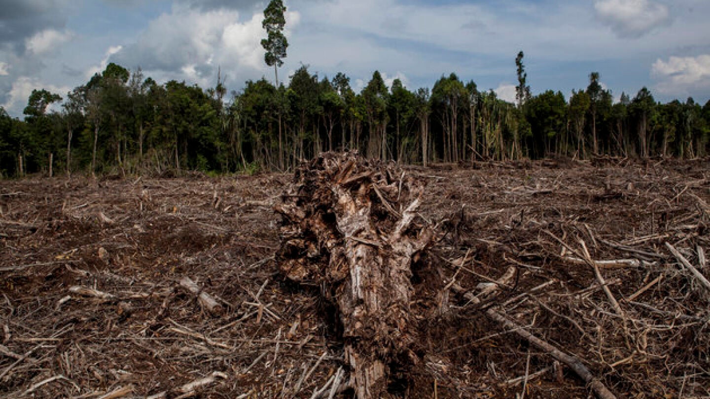 Deforestaci&oacute;n 