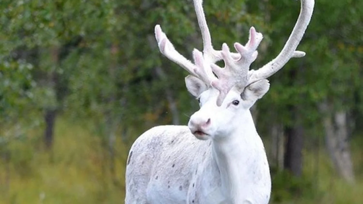 El reno blanco fotografiado El reno blanco fotografiado
