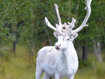 El reno blanco fotografiado El reno blanco fotografiado