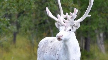 El reno blanco fotografiado