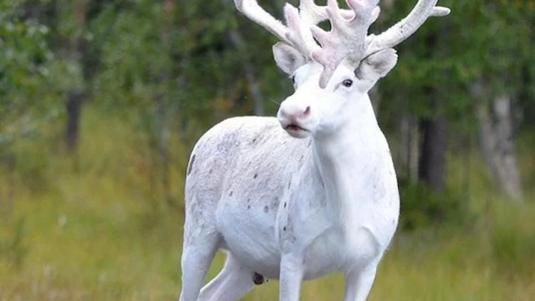 El reno blanco fotografiado