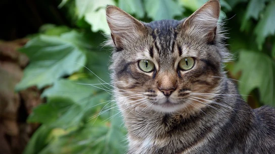Denuncian el envenenamiento de gatos en Córdoba Denuncian el envenenamiento de gatos en Córdoba