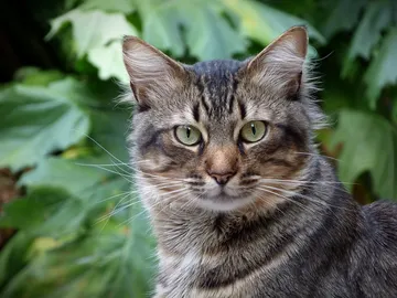 Denuncian el envenenamiento de gatos en Córdoba Denuncian el envenenamiento de gatos en Córdoba