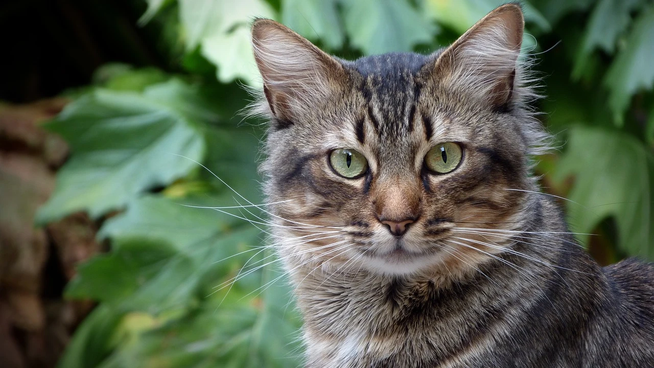 Denuncian el envenenamiento de gatos en Córdoba