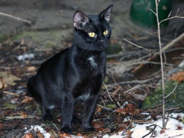 Gato negro al acecho Gato negro al acecho