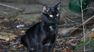 Gato negro al acecho