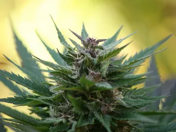 Cannabis Cannabis