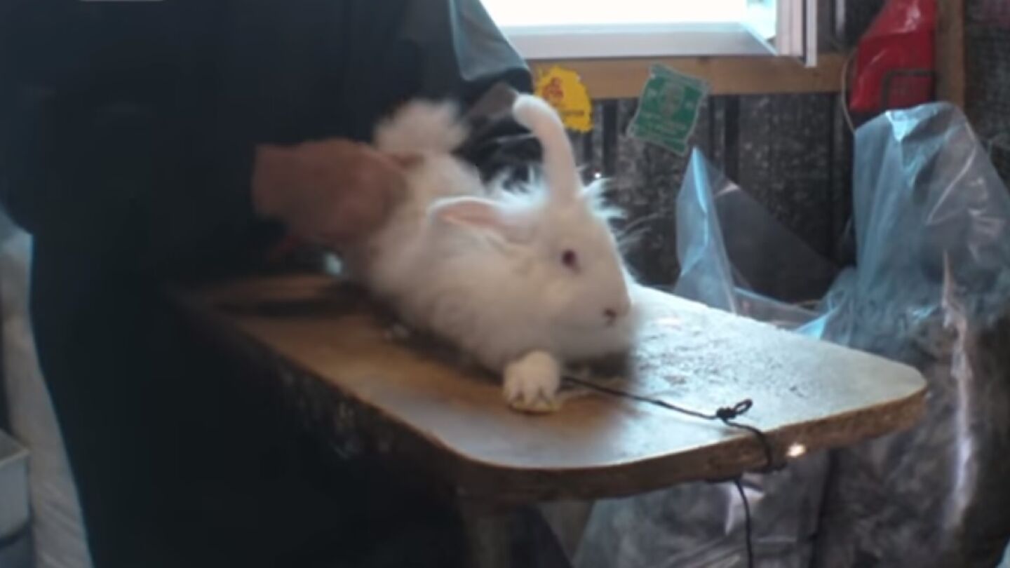 Un conejo siendo despojado de su piel 